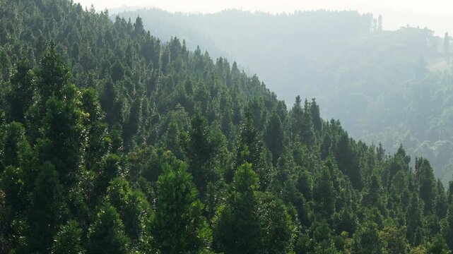 Aerial view of dense pine forest covering rolling hills under a misty morning sky in Sukabumi, West Java, Indonesia.