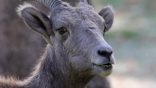 Bighorn sheep ewe close-up at Garden of the Gods, Colorado Springs