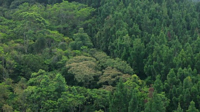 Aerial view of dense tropical forest with lush green tree canopies and diverse vegetation under soft daylight in Sukabumi, West Java, Indonesia.