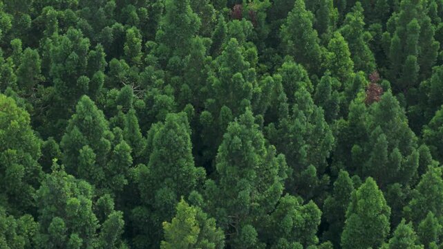 Aerial view of a dense green pine forest with lush coniferous trees and thick foliage in Sukabumi, West Java, Indonesia.