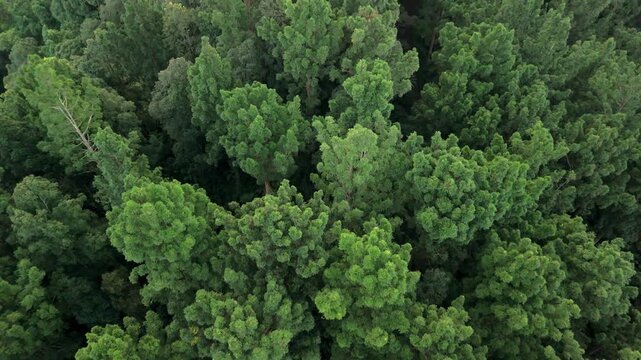 Aerial view of dense tropical forest canopy with lush green treetops and thick vegetation in Sukabumi, West Java, Indonesia.