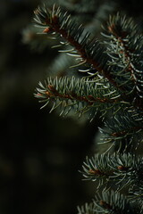 close up of pine needles © 4nxxiety