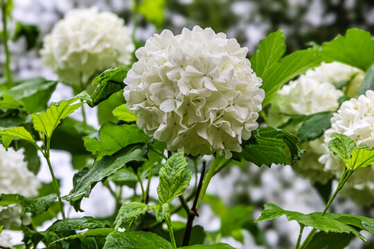 Delicate white snowball flowers bloom vibrantly on lush green branches