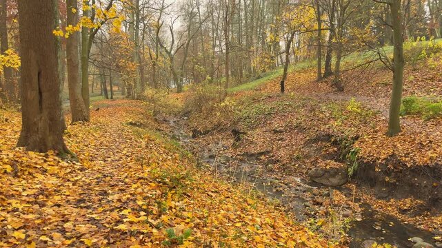 Flowing creek crossing an autumn woodland environment. Symbolic footage representing resilience, recovery, adaptation and moving forward through challenges