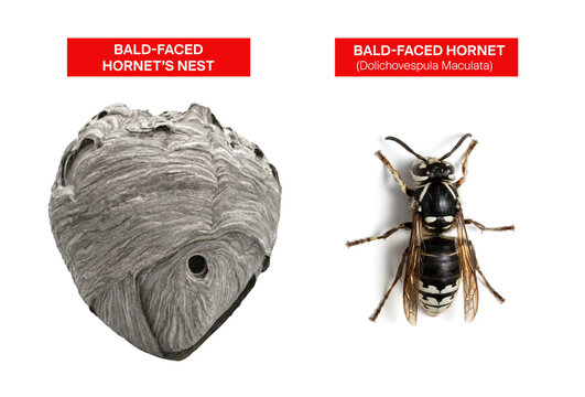 A close-up photograph of a bald-faced hornet hovering near its large nest.