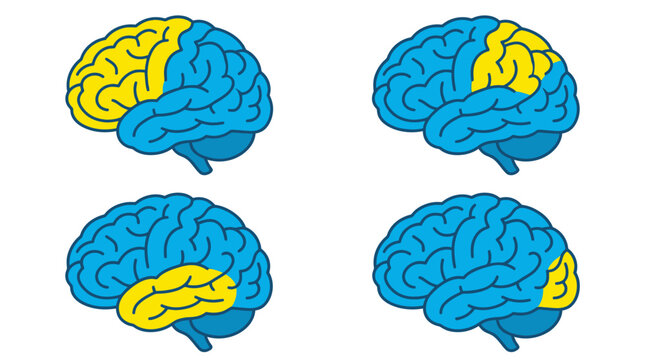 Vector diagram showing the four lobes of the human brain