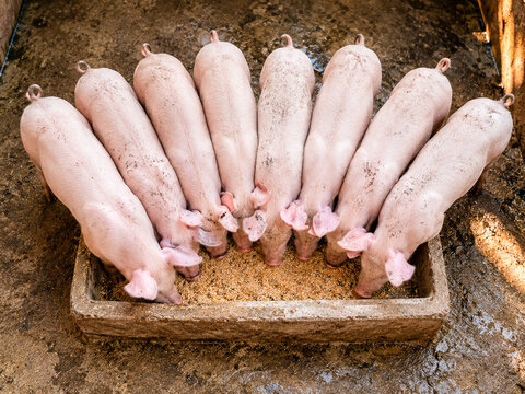  A healthy sow nursing a litter of piglets inside a traditional pig farm. Natural morning light illuminates the livestock housing, showcasing animal husbandry, sustainable farming, an