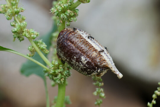 Close up view of brown praying mantis ootheca egg case sac resting on green plant stem, capturing calm peaceful sense of natural wonder in wild nature