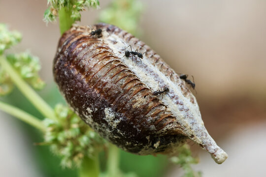 Detailed closeup shows brown mantis ootheca egg case attached to green plant stem, while tiny ant explores insect nest, evoking sense of peaceful curiosity in wild nature