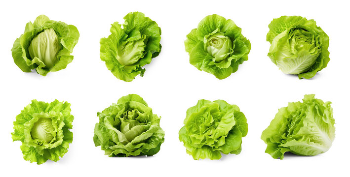 A collection of fresh green heads of iceberg lettuce are arranged in a grid pattern on a png transparent.