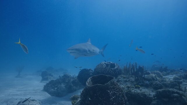 Close up of a tiger shark cruising through blue tropical water over a sandy coral reef