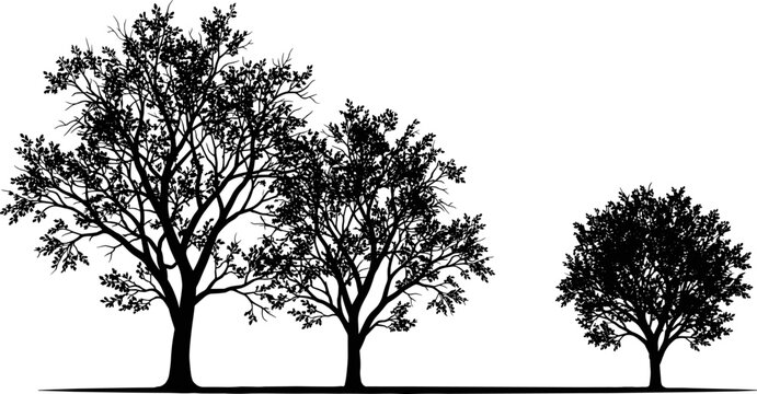 Three tree silhouettes of varying sizes side by side, symbolizing growth, variation, height differences, and natural canopy spread