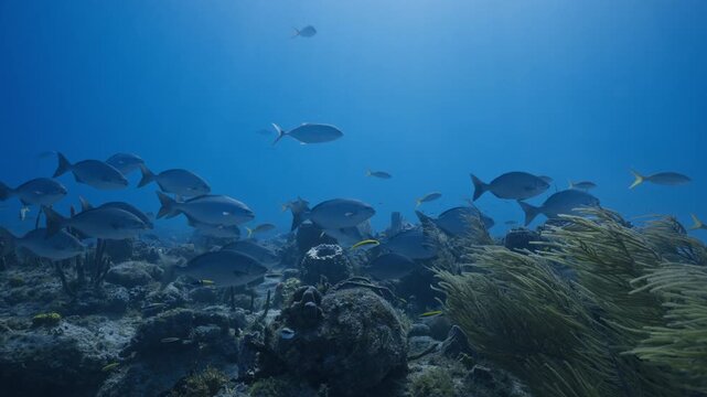 School of Bermuda chubs swimming over a coral reef