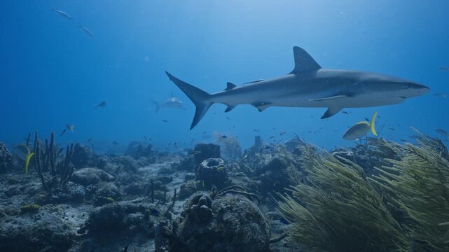 Multiple Reef sharks cruising past the camera through bright blue water above a coral reef