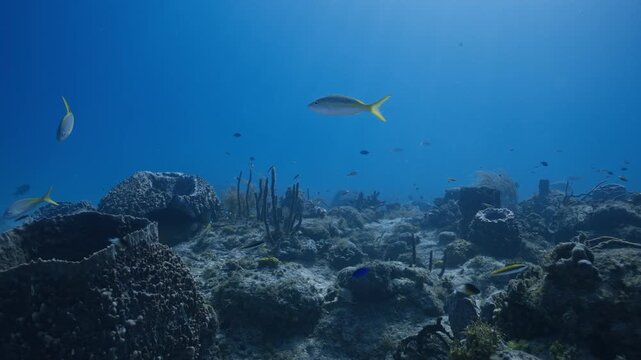 Tropical reef fish cruising through clear blue water above a diverse coral seabed