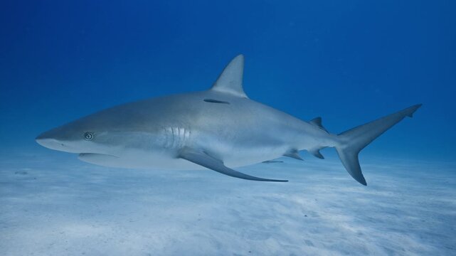 Reef shark cruising through clear blue water close to a rippled sand seabed