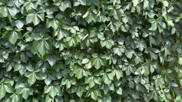 Dense green ivy leaves covering wall background texture, looping botanical foliage b-roll