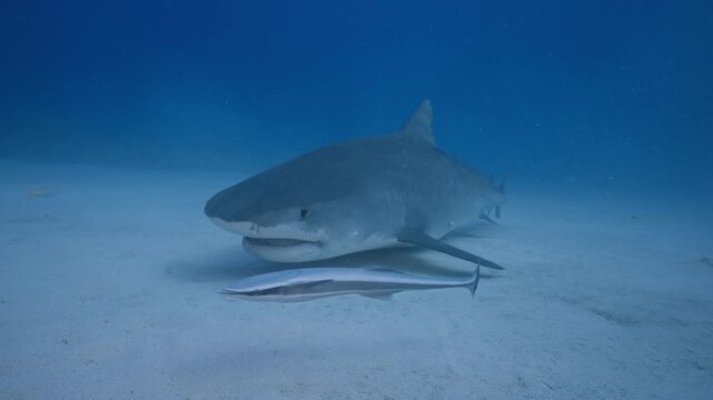 Large tiger shark cruising past the camera close to a sandy ocean floor
