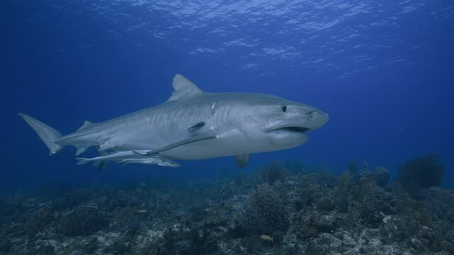 Large tiger shark swimming with remoras over a coral reef in the Bahamas