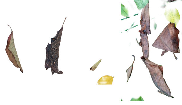 Collection of dry decaying leaves isolated on a transparent background. Designed for autumn themes, botanical studies, organic decomposition concepts, and sustainable environmental digital projects.