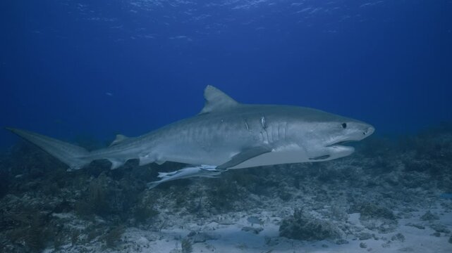 Large tiger shark cruising over coral reef seabed in clear blue tropical ocean water