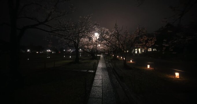 Narrow, wet stone path leading through park with spring cherry blossom trees at night - steady cam shot