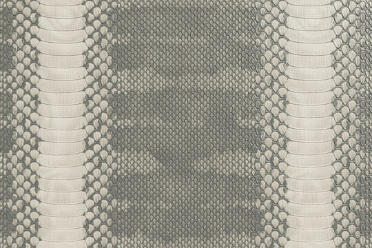 Textured Off-White and Gray Snakeskin Leather Pattern Background