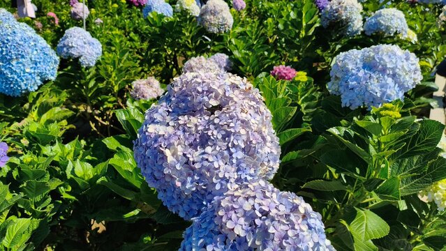 Hydrangea macrophylla In the beautiful expanse 