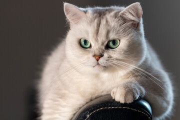 portrait of a white cat  © 尹戬