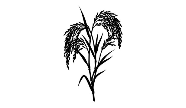 Rice plant stalk silhouette vector illustration