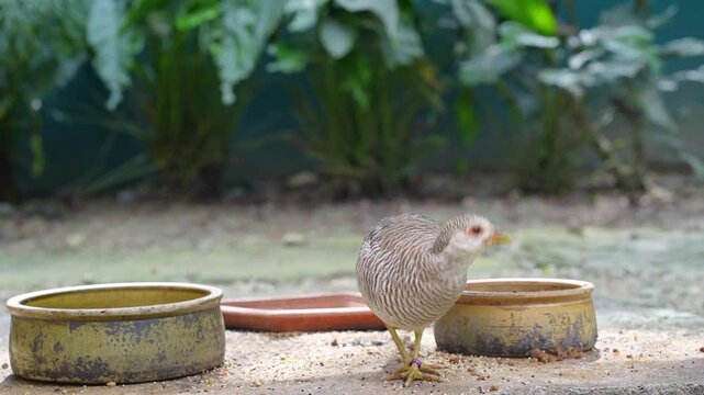 pheasant foraging time, female golden pheasant meal time in bird park, little bird in its habitat