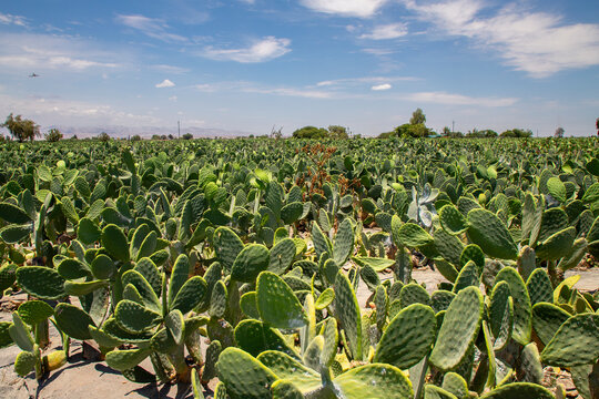 Prickly pear cactus plantation for cochinilla harvesting in a sunny agricultural valley, Peru