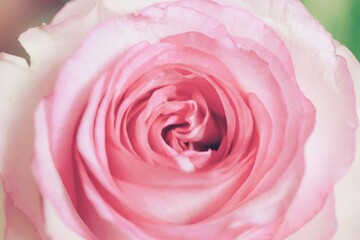 Fototapeta premium Bloom Flower - Nature’s Colors in Harmony