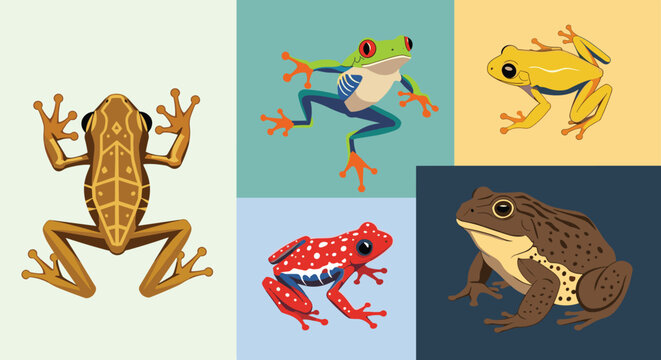 Colorful variety of different frog species including a red-eyed tree frog and a poison dart frog displayed on solid backgrounds.