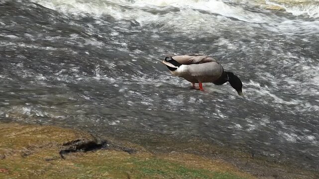 A wild duck (mallard) trying to hold its position or swimming against the turbulent current of a river or stream.