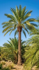Fototapeta premium Tall palm tree in a tropical garden under clear blue sky