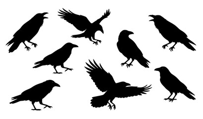 Obraz premium Raven Bird Behavior Set with Walking Landing and Calling Poses Vector Illustration