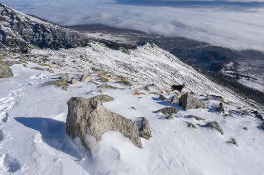 View of Slavkovsky nos peak with a chamois standing on the snow-covered rocky slope overlooking a sea of clouds in the valley Vysoke Tatry, Presov Region, Slovakia.