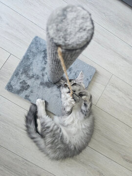 Cat playing with scratching post at home