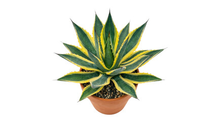 Obraz premium Vibrant agave plant in terracotta pot with geometric background, green