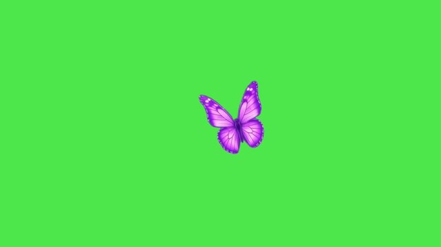 Purple butterfly flying animation on green screen, beautiful flapping wings in top view.
