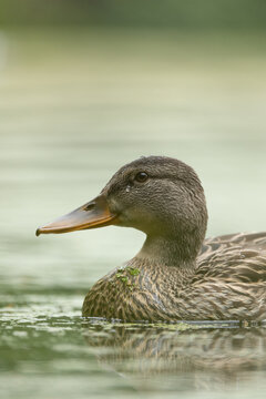View of a female mallard duck swimming on a calm pond with green duckweed in Skaryszewski Park Warszawa, Wojewodztwo mazowieck, Poland.