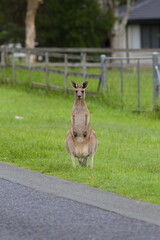 Naklejka premium Eastern Grey Kangaroo standing on grassy roadside in Queensland Australia