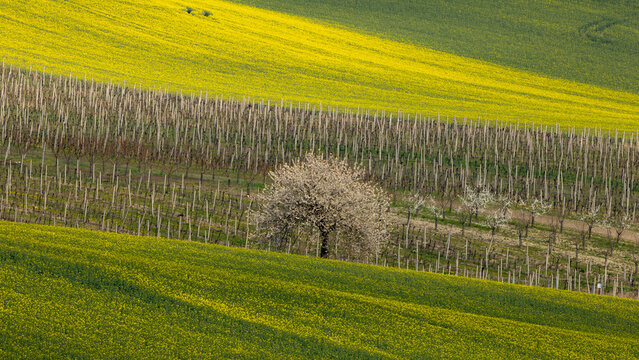 View of rolling hills with vibrant yellow rapeseed fields, a vineyard with wooden stakes, and a blossoming white tree in Sardice, South Moravian Region, Czechia.