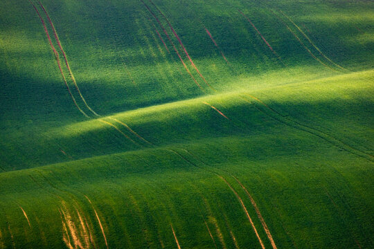 View of rolling green hills and agricultural fields with tractor tracks under soft sunlight in Sardice, South Moravian Region, Czechia.