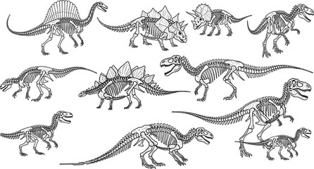 Vintage Dinosaur Skeletons Engraving Style Illustration Set with Tyrannosaurus Rex, Triceratops, Stegosaurus, and Spinosaurus Prehistoric Fossil Sketch Vectors © Sohel
