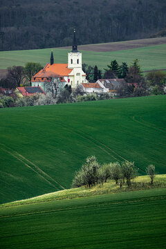 View of a white church with a black spire and orange roof nestled among village houses and rolling green agricultural fields in Cejkovice, South Moravian Region, Czechia.