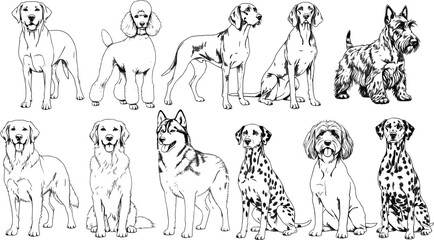 Dog Breeds Line Art Illustration Set with Labrador Retriever, Poodle, Golden Retriever, Siberian Husky, Dalmatian, and Terrier Canine Sketch Vectors © Sohel
