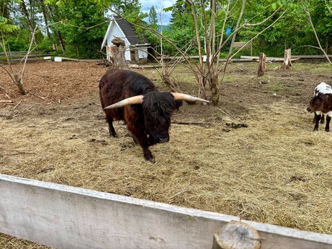 Dark Highland Cow with Long Sharp Horns Standing on Hay, Traditional Scottish Cattle Breed in Outdoor Paddock, Farm Life and Livestock Industry