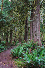 Obraz premium Forest natural scenery of Olympic National Park, Washington State, USA